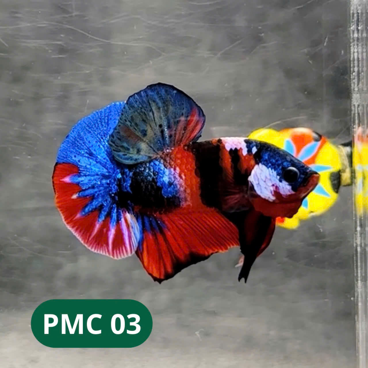 Multicolor Plakat Male Betta Fish |Show Grade|  You Pick Fish