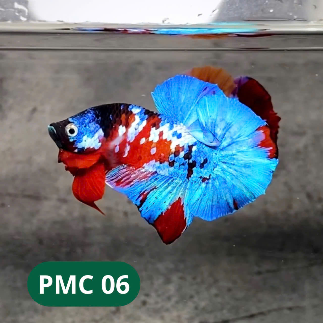 Multicolor Plakat Male Betta Fish |Show Grade|  You Pick Fish