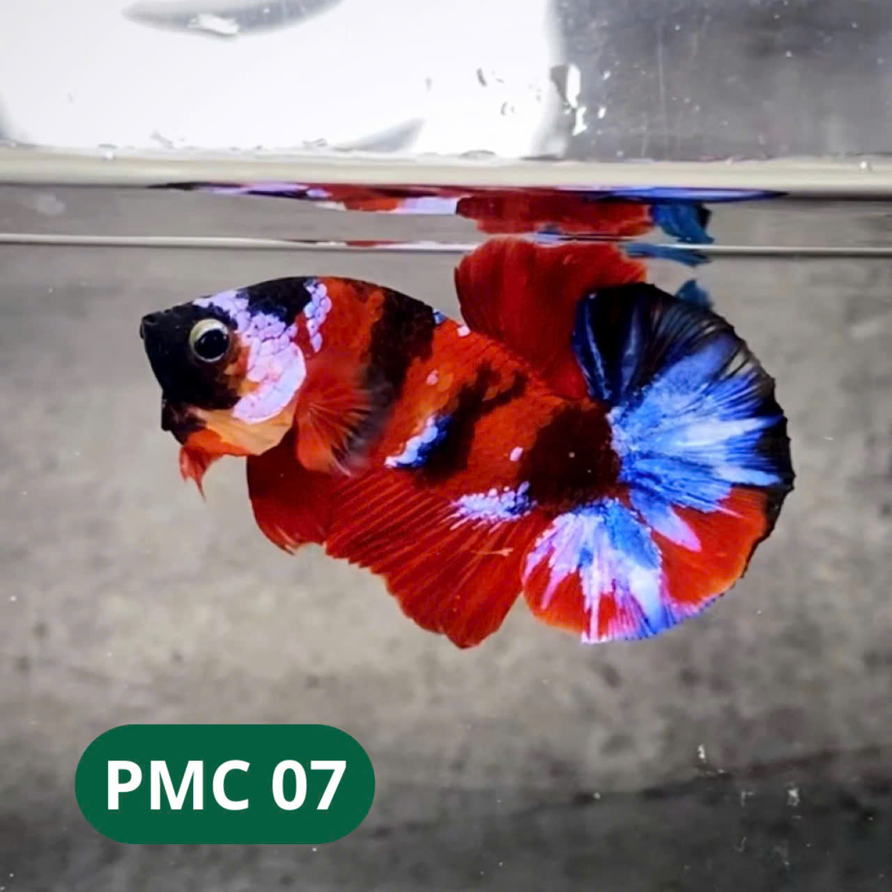 Multicolor Plakat Male Betta Fish |Show Grade|  You Pick Fish