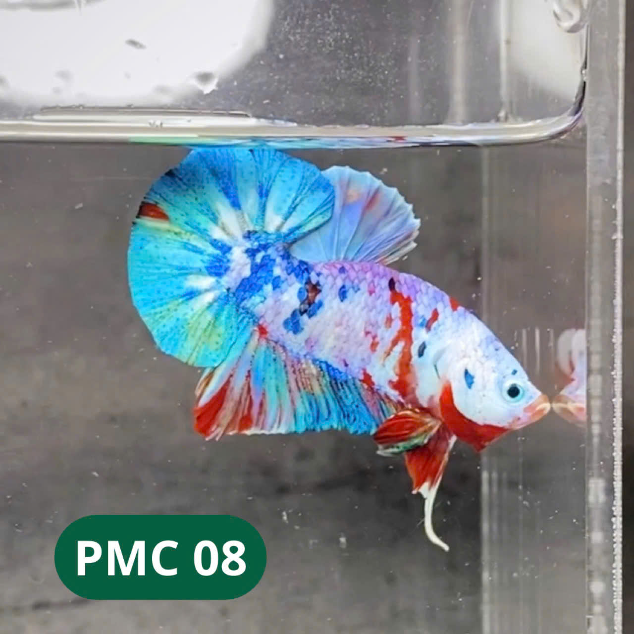 Multicolor Plakat Male Betta Fish |Show Grade|  You Pick Fish