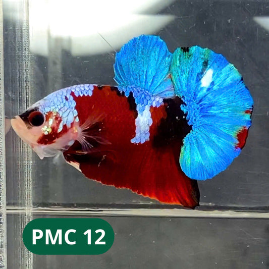 Multicolor Plakat Male Betta Fish |Show Grade|  You Pick Fish