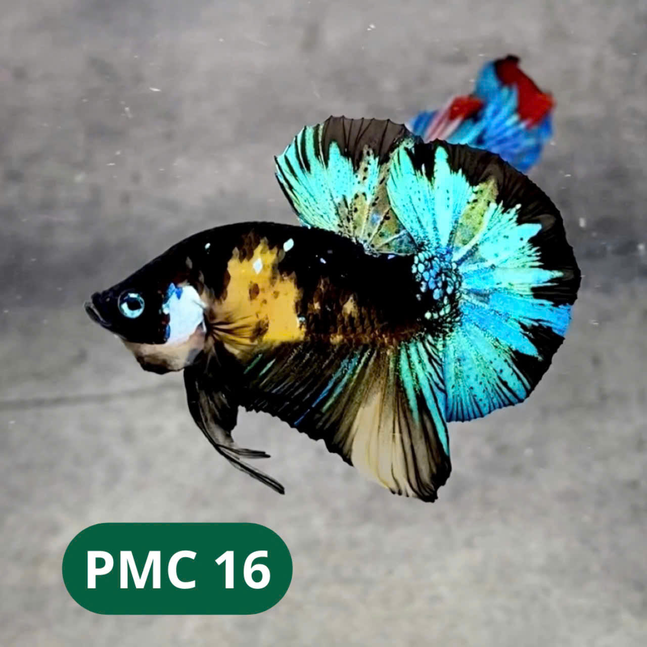 Multicolor Plakat Male Betta Fish |Show Grade|  You Pick Fish