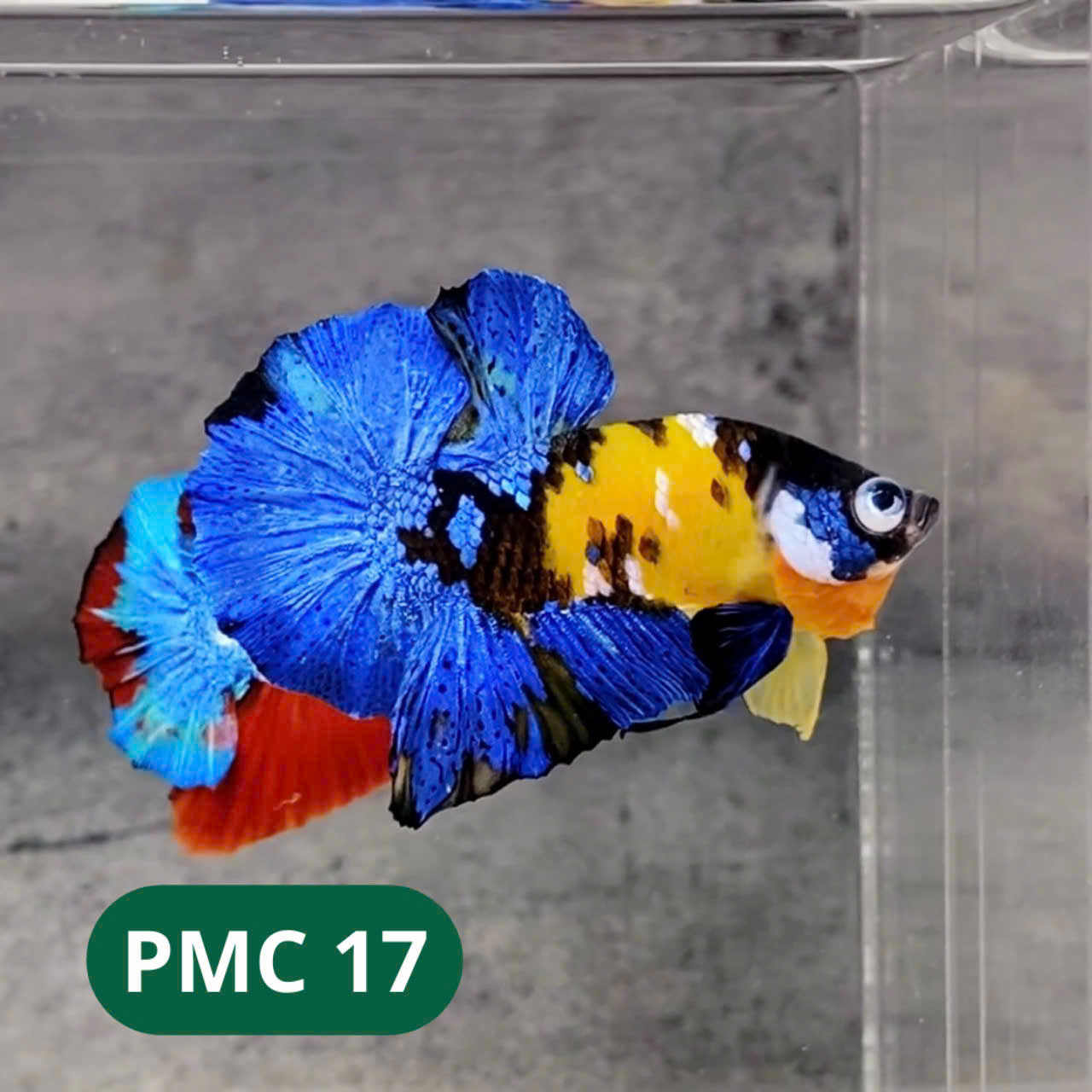 Multicolor Plakat Male Betta Fish |Show Grade|  You Pick Fish