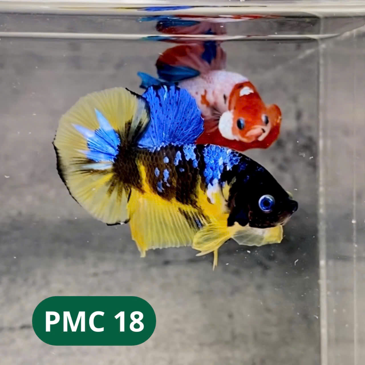 Multicolor Plakat Male Betta Fish |Show Grade|  You Pick Fish