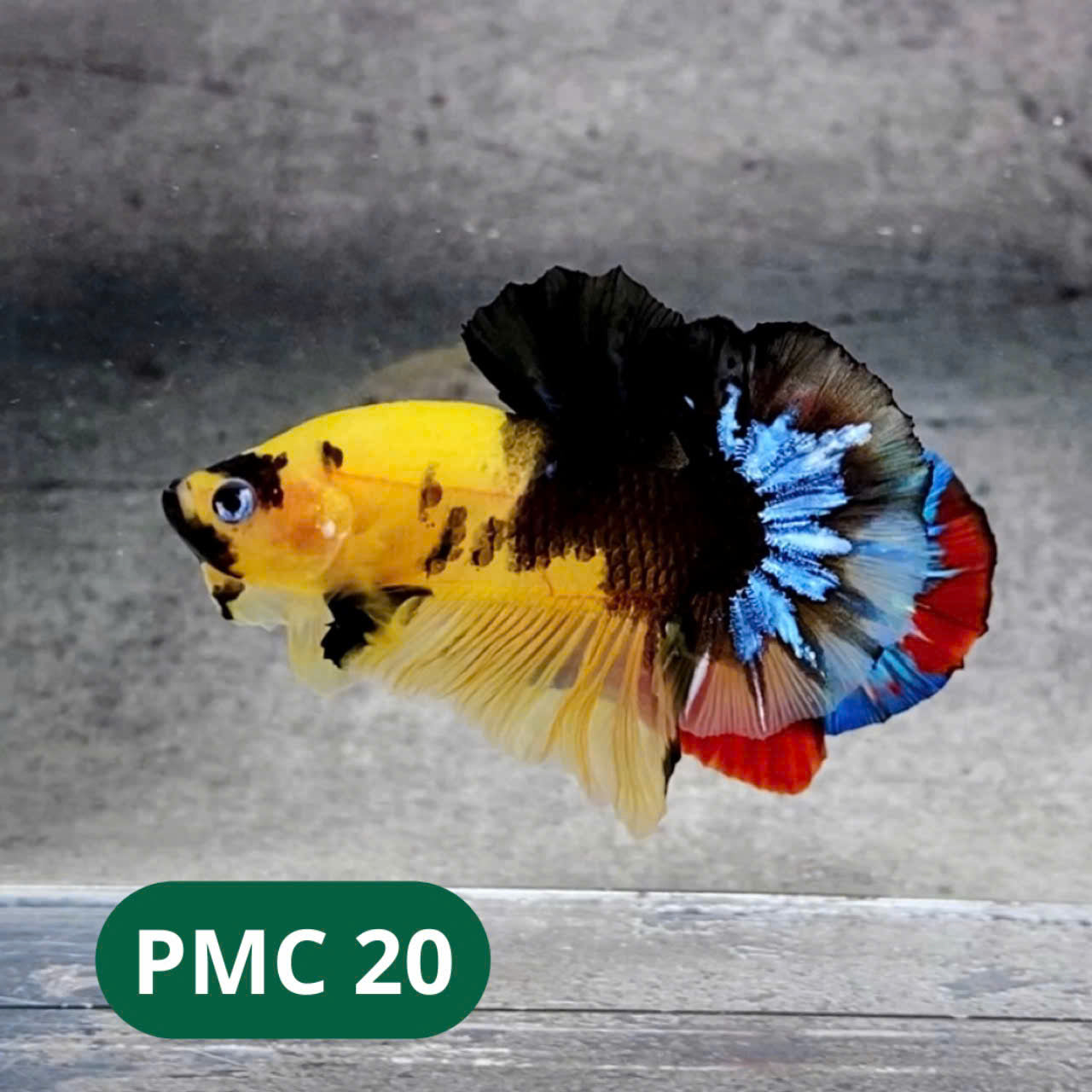 Multicolor Plakat Male Betta Fish |Show Grade|  You Pick Fish