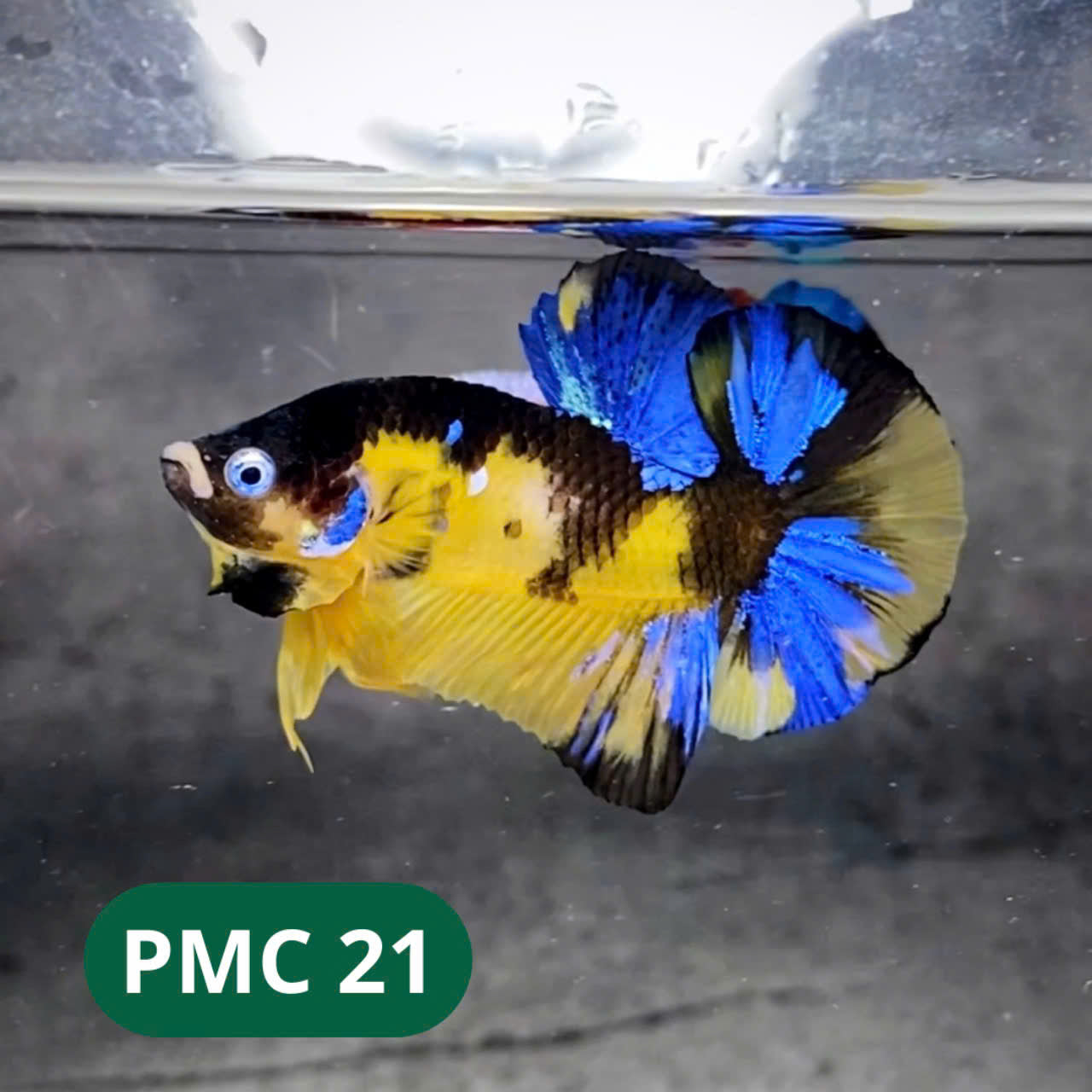 Multicolor Plakat Male Betta Fish |Show Grade|  You Pick Fish