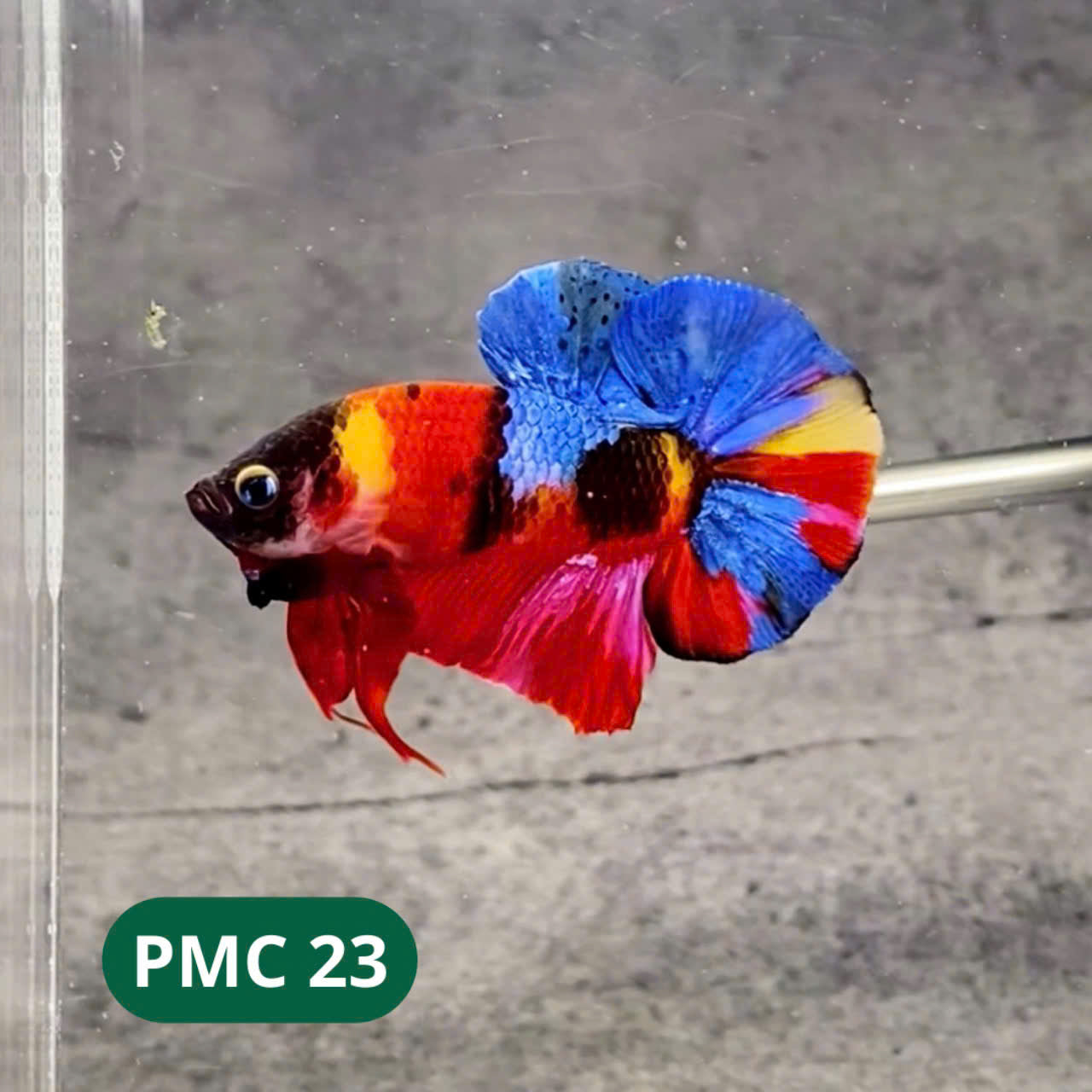 Multicolor Plakat Male Betta Fish |Show Grade|  You Pick Fish