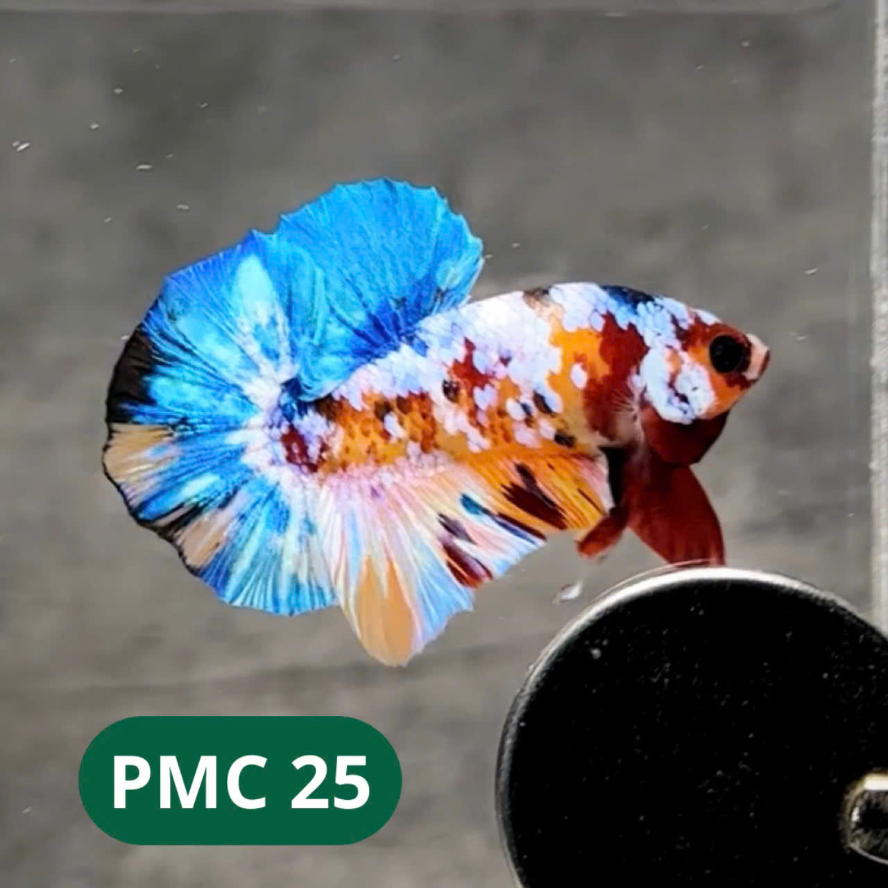 Multicolor Plakat Male Betta Fish |Show Grade|  You Pick Fish