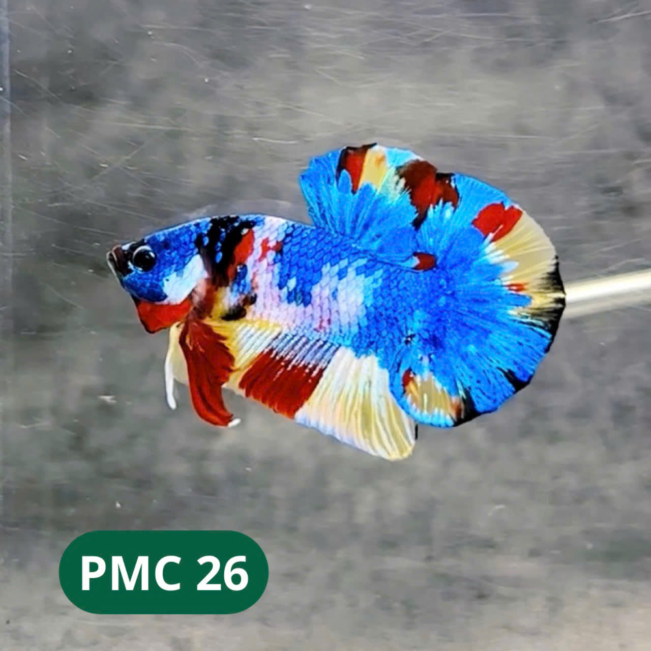 Multicolor Plakat Male Betta Fish |Show Grade|  You Pick Fish