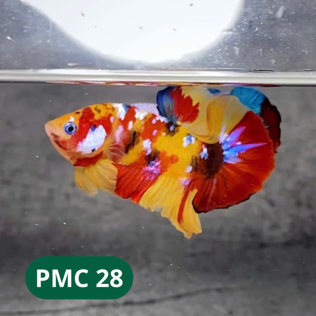 Multicolor Plakat Male Betta Fish |Show Grade|  You Pick Fish