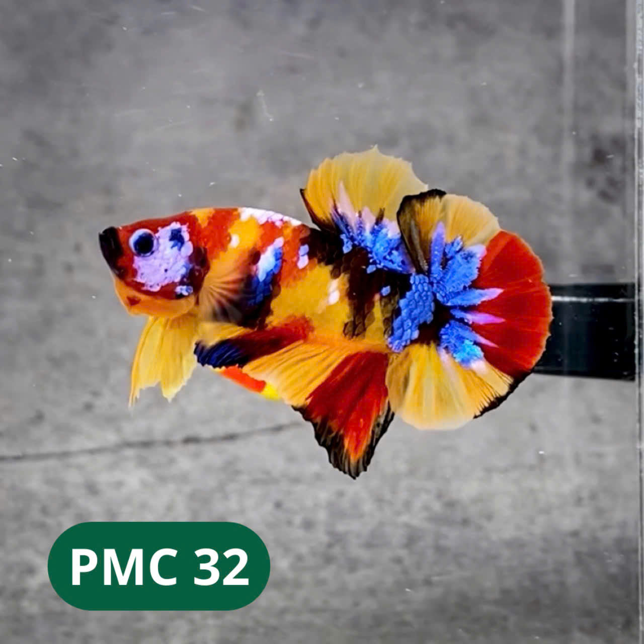 Multicolor Plakat Male Betta Fish |Show Grade|  You Pick Fish