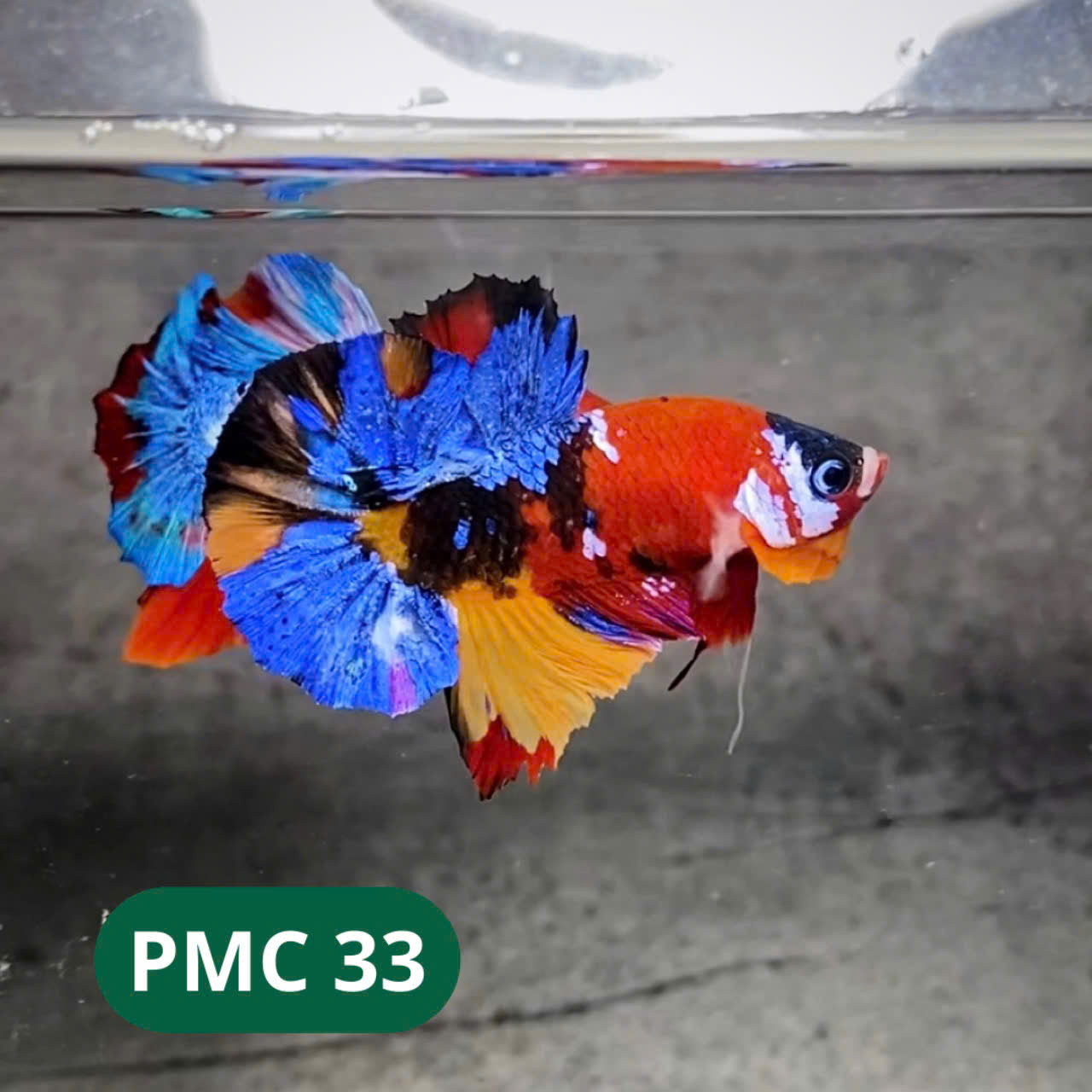 Multicolor Plakat Male Betta Fish |Show Grade|  You Pick Fish