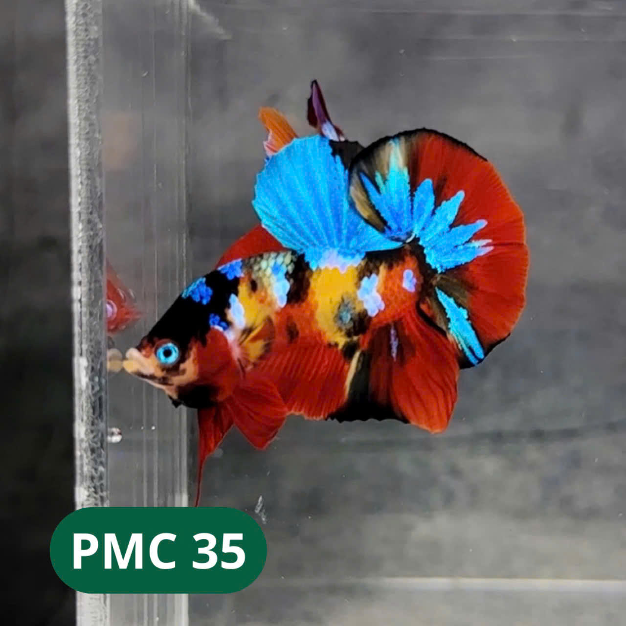 Multicolor Plakat Male Betta Fish |Show Grade|  You Pick Fish