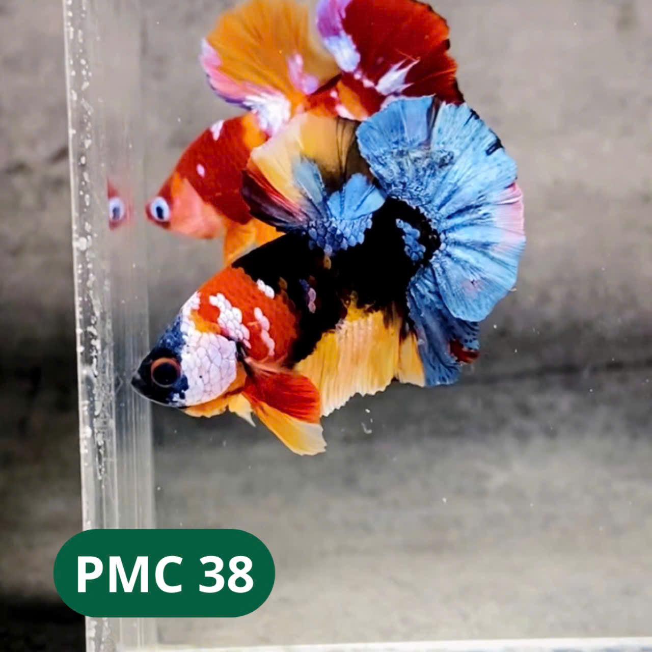 Multicolor Plakat Male Betta Fish |Show Grade|  You Pick Fish