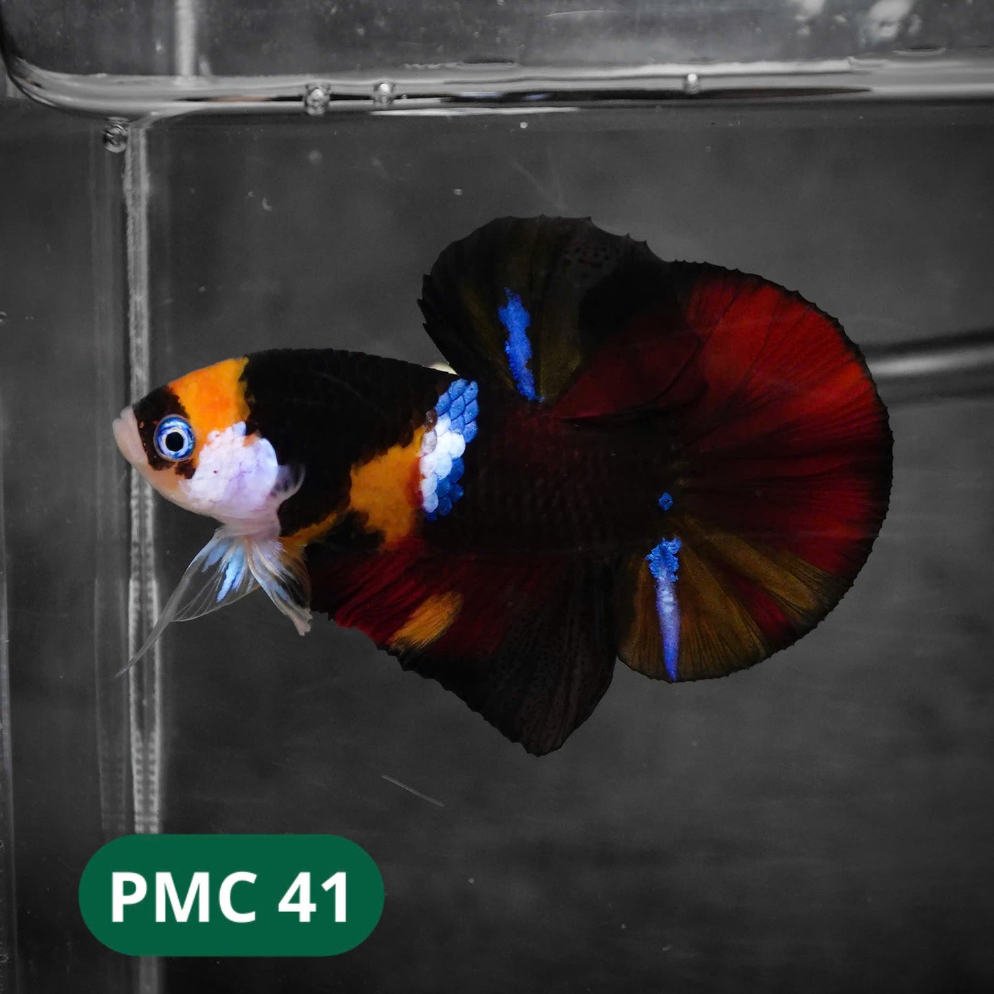 Multicolor Plakat Male Betta Fish |Show Grade|  You Pick Fish