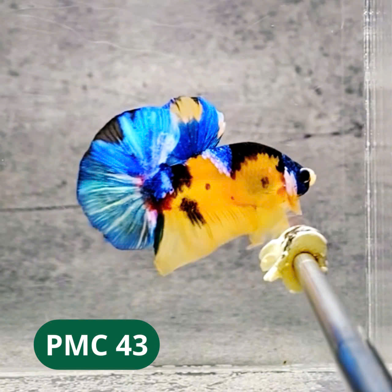 Multicolor Plakat Male Betta Fish |Show Grade|  You Pick Fish