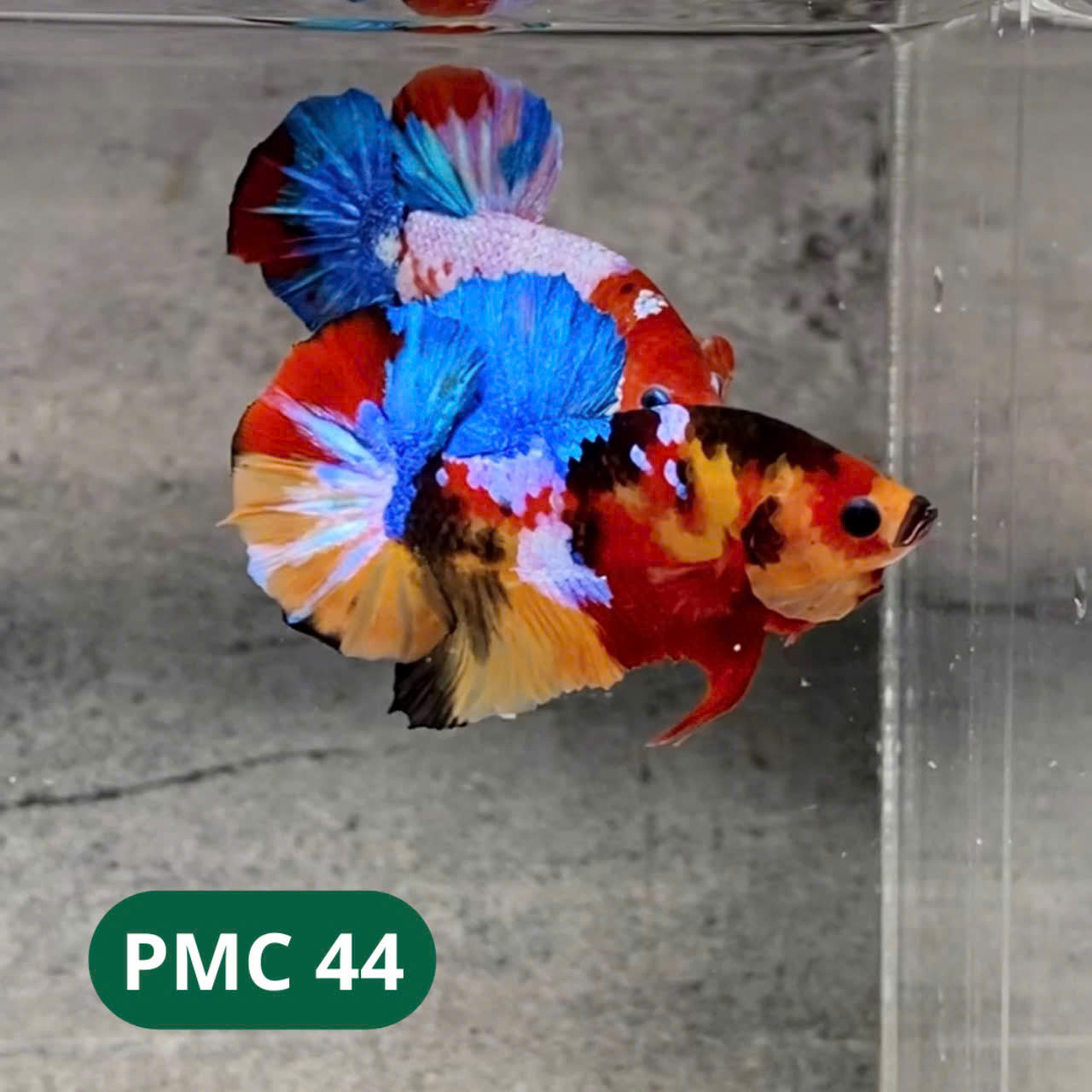 Multicolor Plakat Male Betta Fish |Show Grade|  You Pick Fish