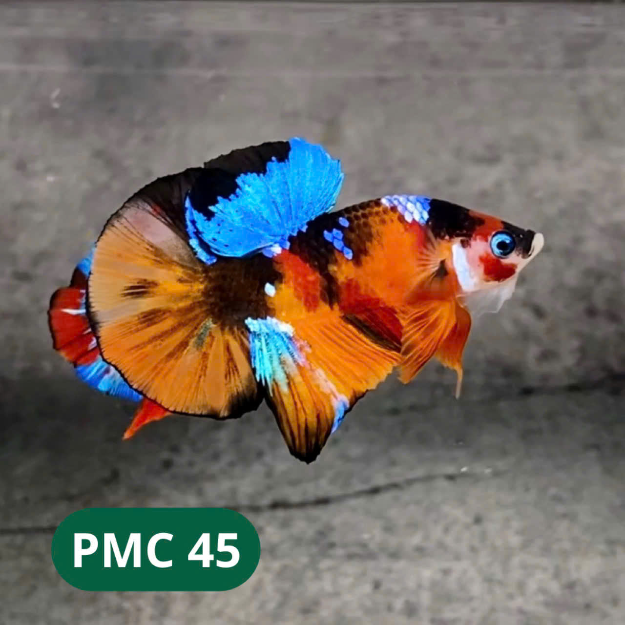 Multicolor Plakat Male Betta Fish |Show Grade|  You Pick Fish