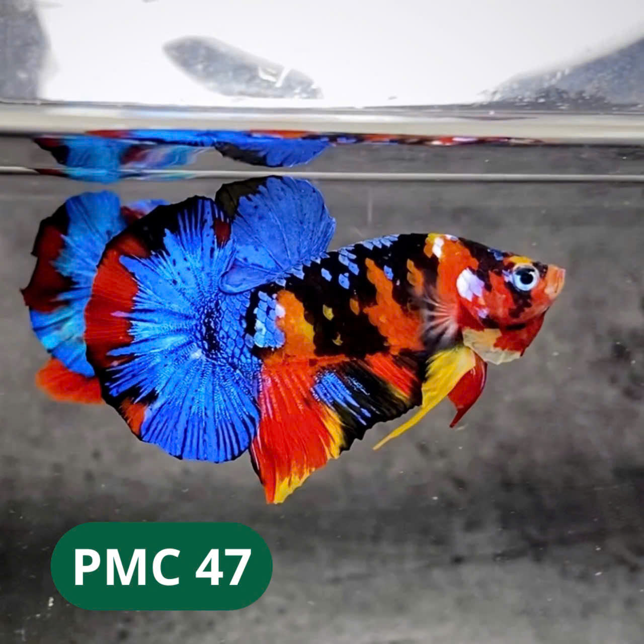 Multicolor Plakat Male Betta Fish |Show Grade|  You Pick Fish