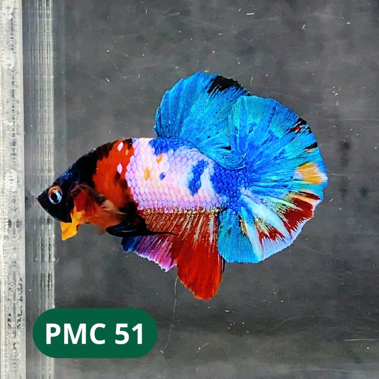 Multicolor Plakat Male Betta Fish |Show Grade|  You Pick Fish