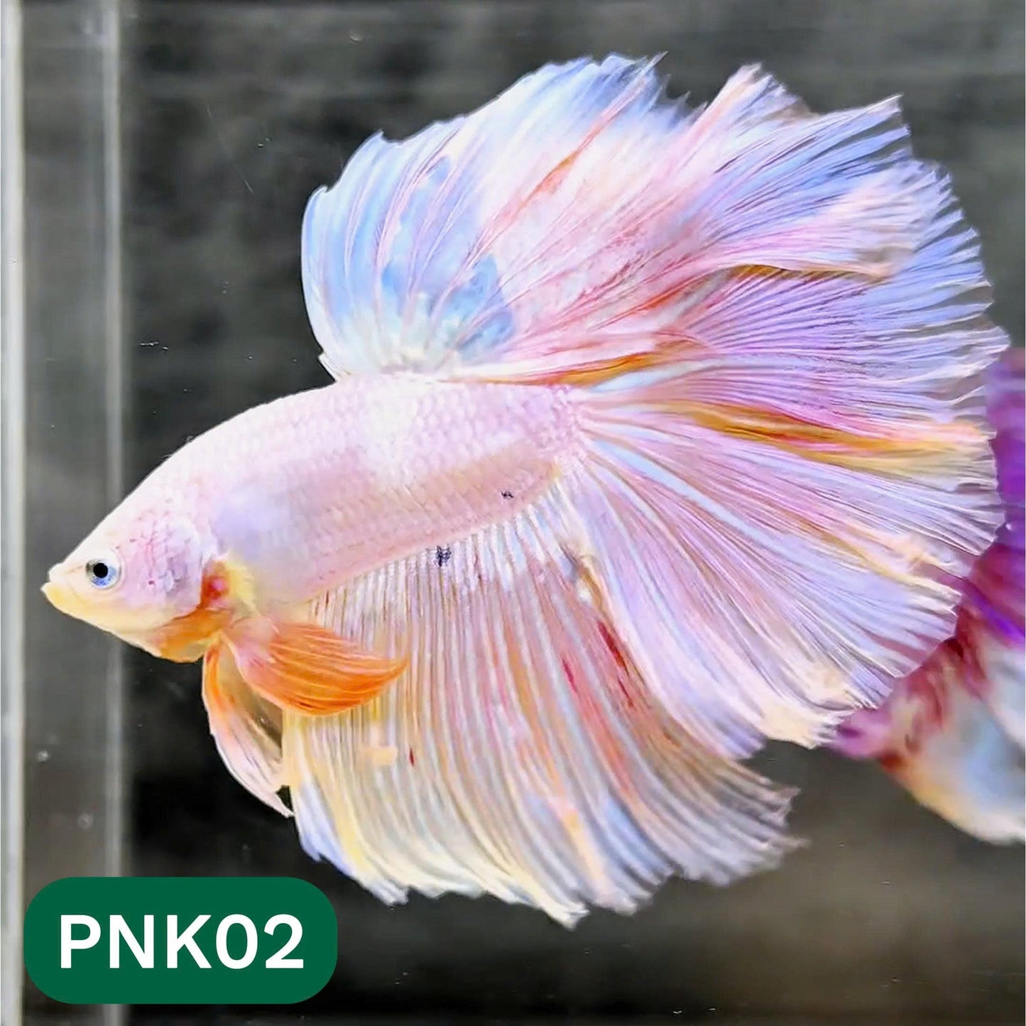 Pink Halfmoon Male Betta Fish | You Pick Fish | Order Directly From Farm