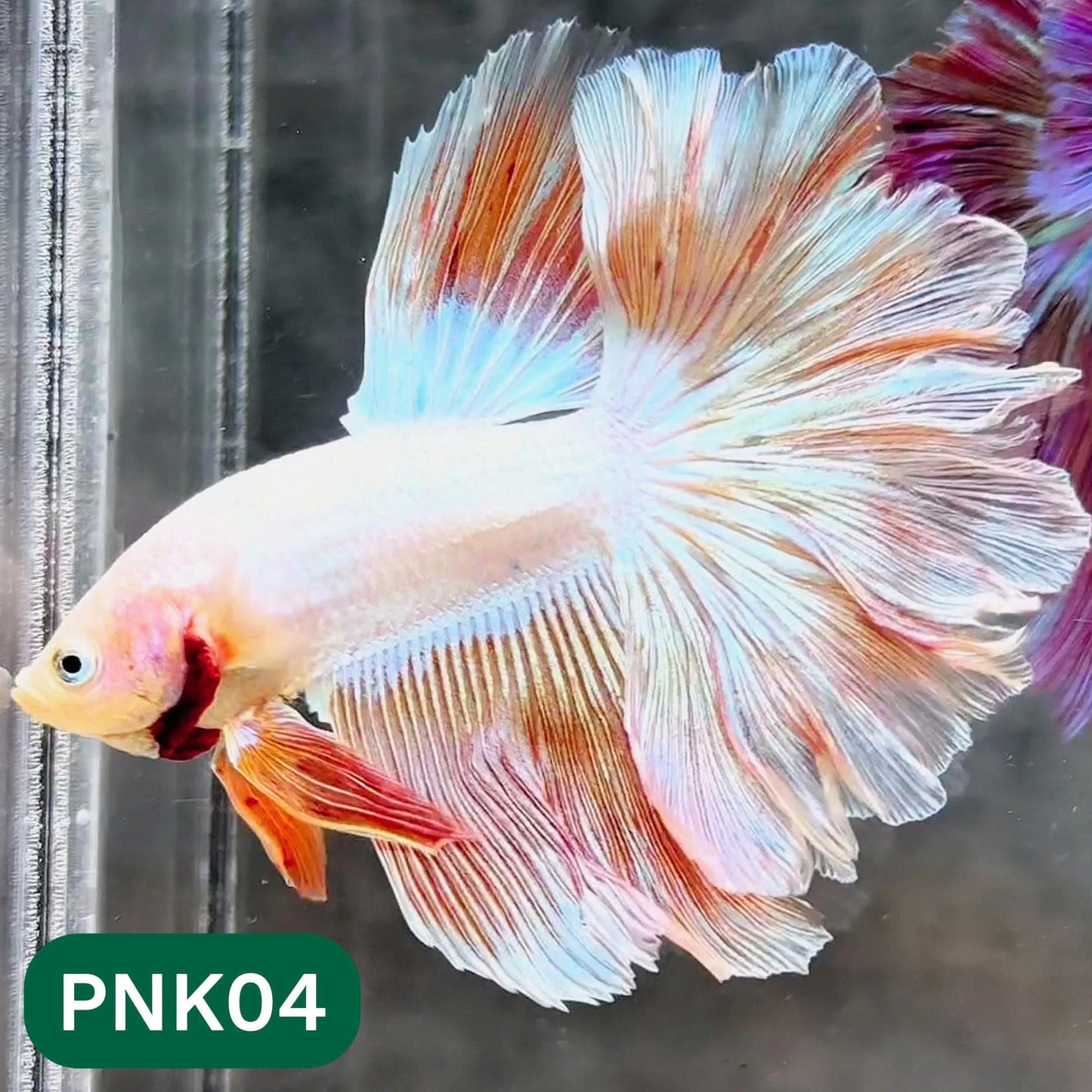 Pink Halfmoon Male Betta Fish | You Pick Fish | Order Directly From Farm