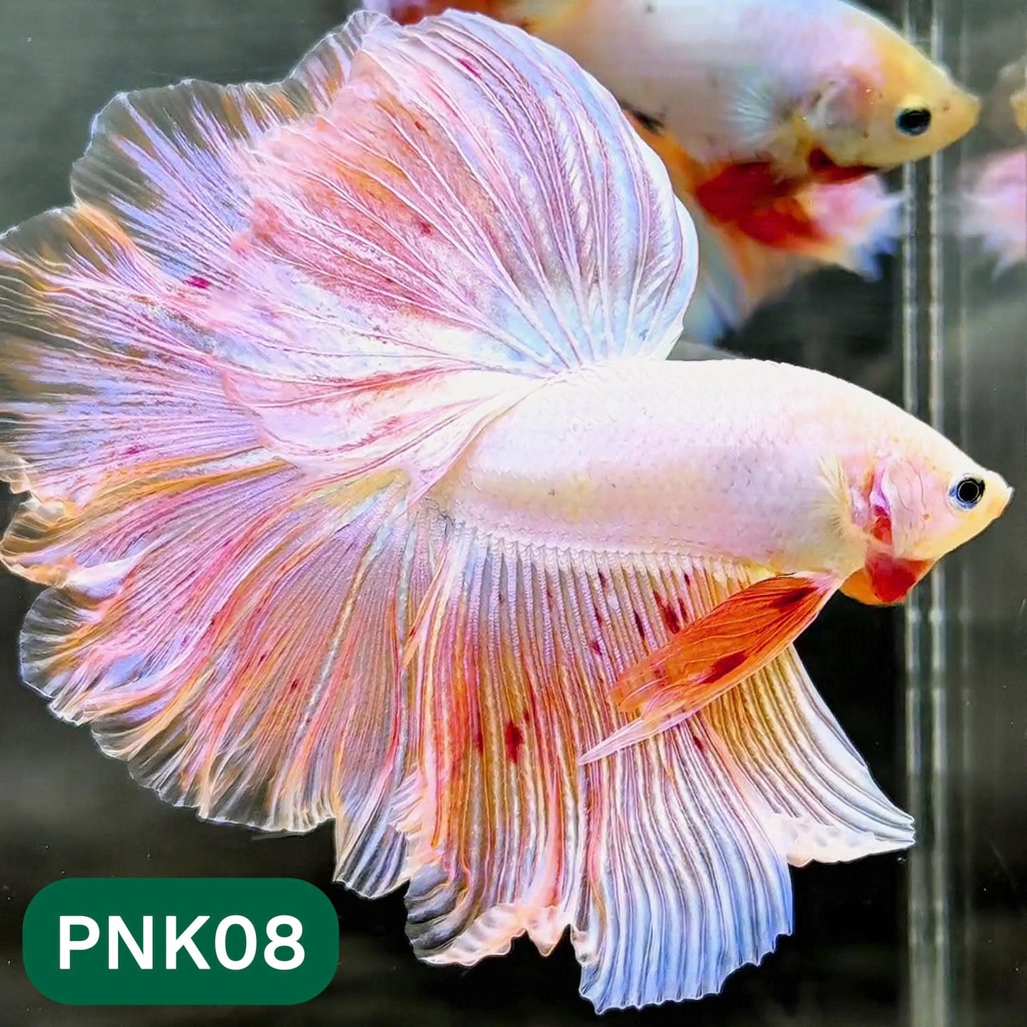 Pink Halfmoon Male Betta Fish | You Pick Fish | Order Directly From Farm