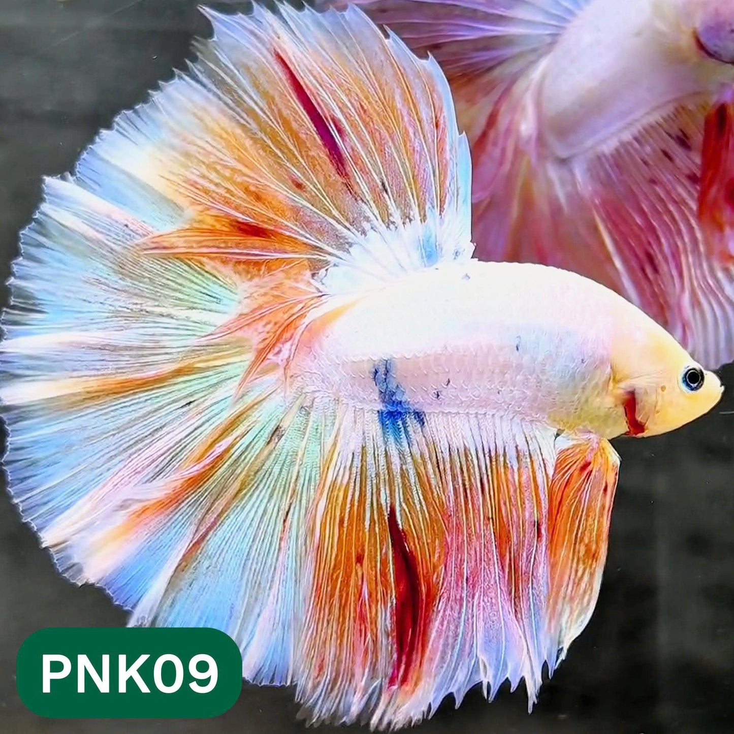 Pink Halfmoon Male Betta Fish | You Pick Fish | Order Directly From Farm