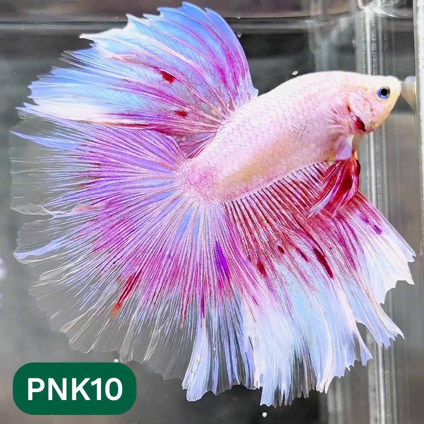 Pink Halfmoon Male Betta Fish | You Pick Fish | Order Directly From Farm