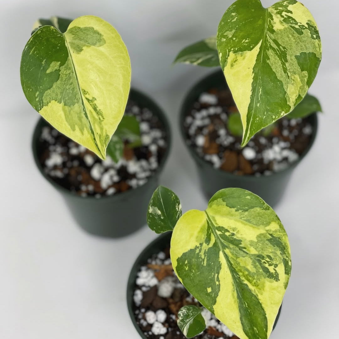 Well-Rooted Variegated Monstera Yellow Marilyn Plant | Grower Pick