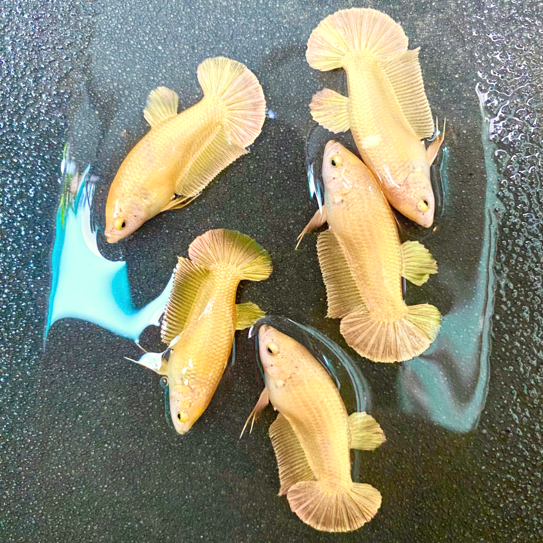 Super Gold Female Betta Fish | Premium Gold