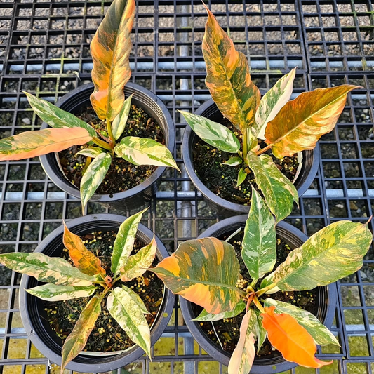 Variegated Philodendron Caramel Mature Plant | Grower Pick