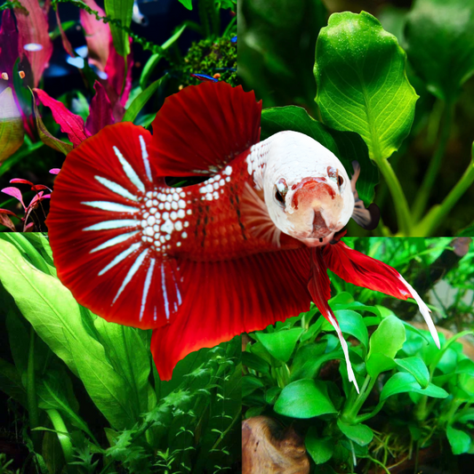 Plant Package for Plakat Betta Fish Tank