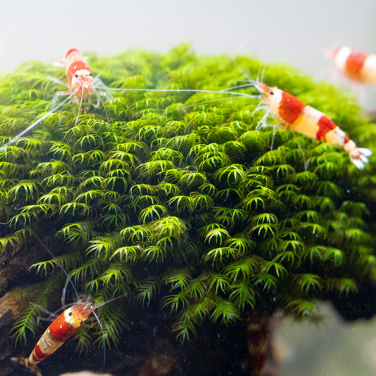 Phoenix Moss on Stainless Steel