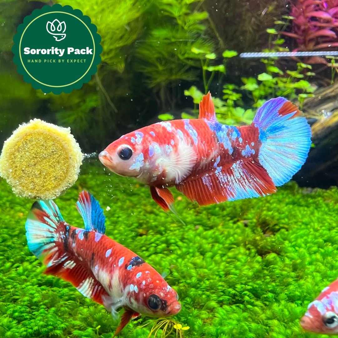 Mixed Koi Red Female Betta Fish Sorority | Successful Sorority Pack