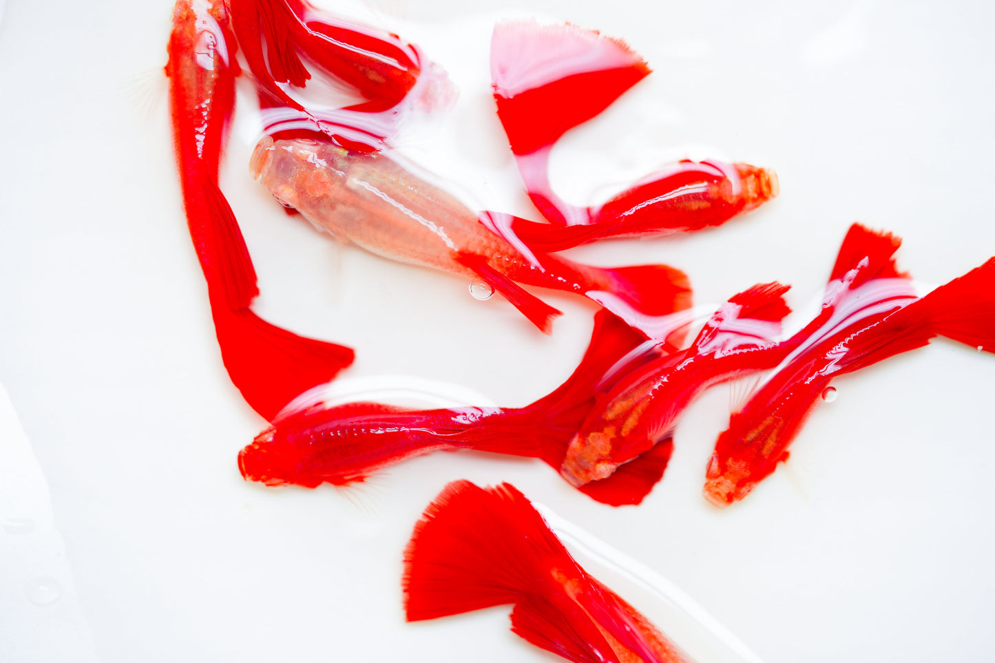 Albino Full Red Big Dorsal Guppy Fish