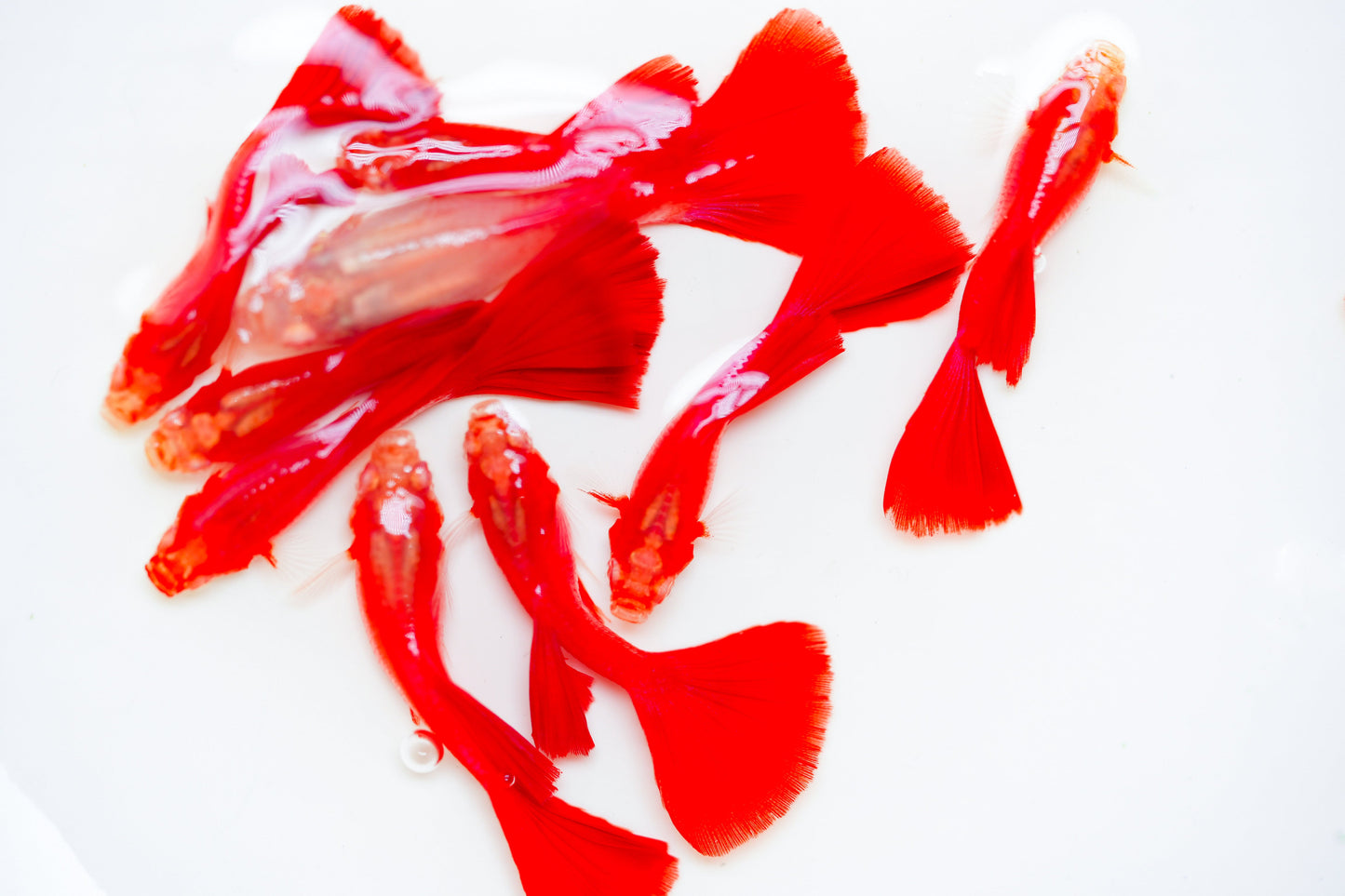 Albino Full Red Big Dorsal Guppy Fish