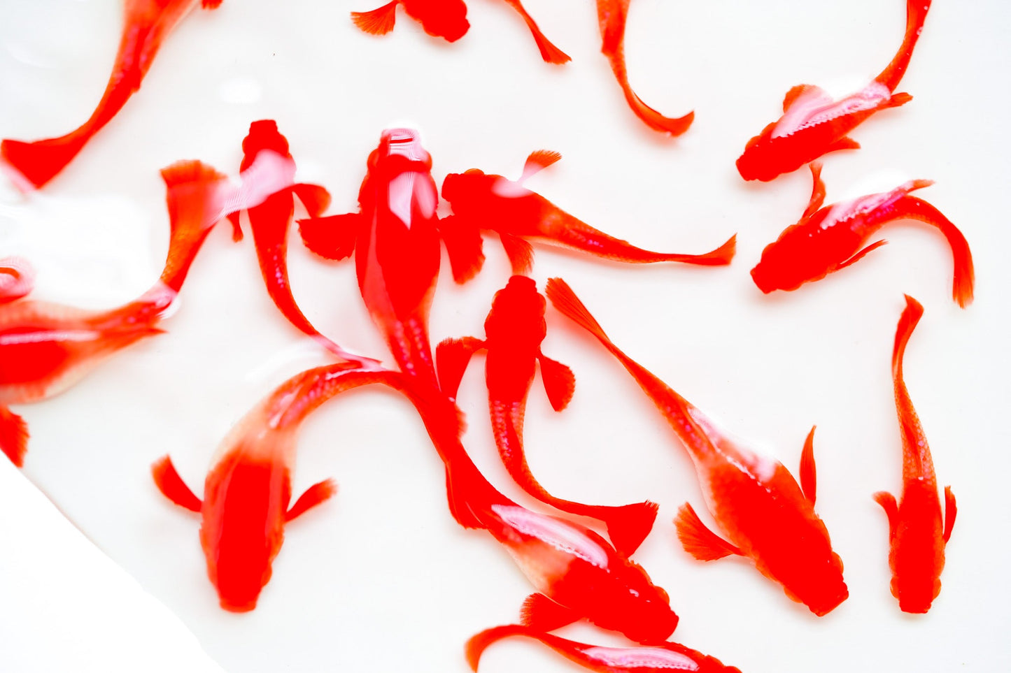 Koi Red Ear Guppy Fish