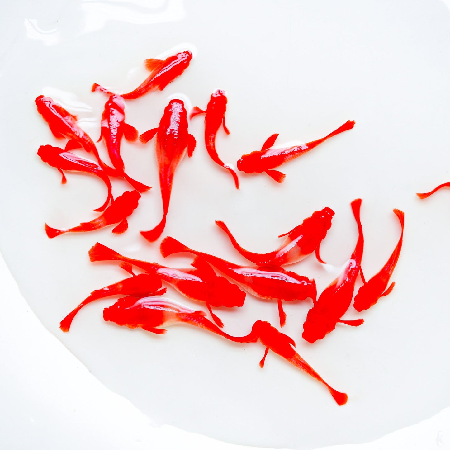 Koi Red Ear Guppy Fish