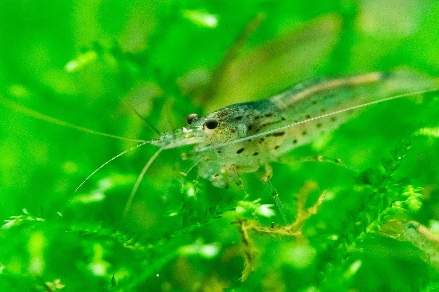 Amano Shrimp