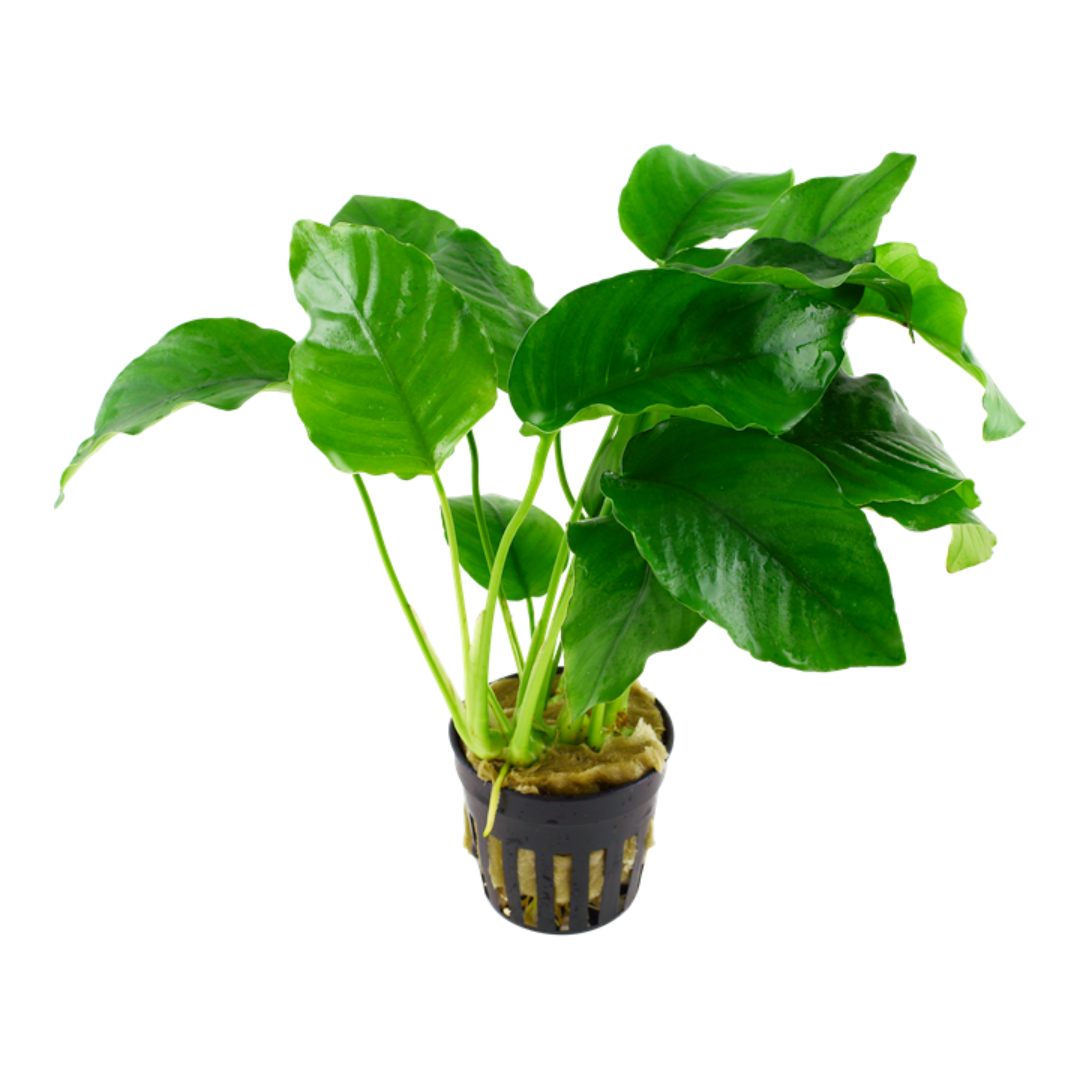 Anubias Barteri