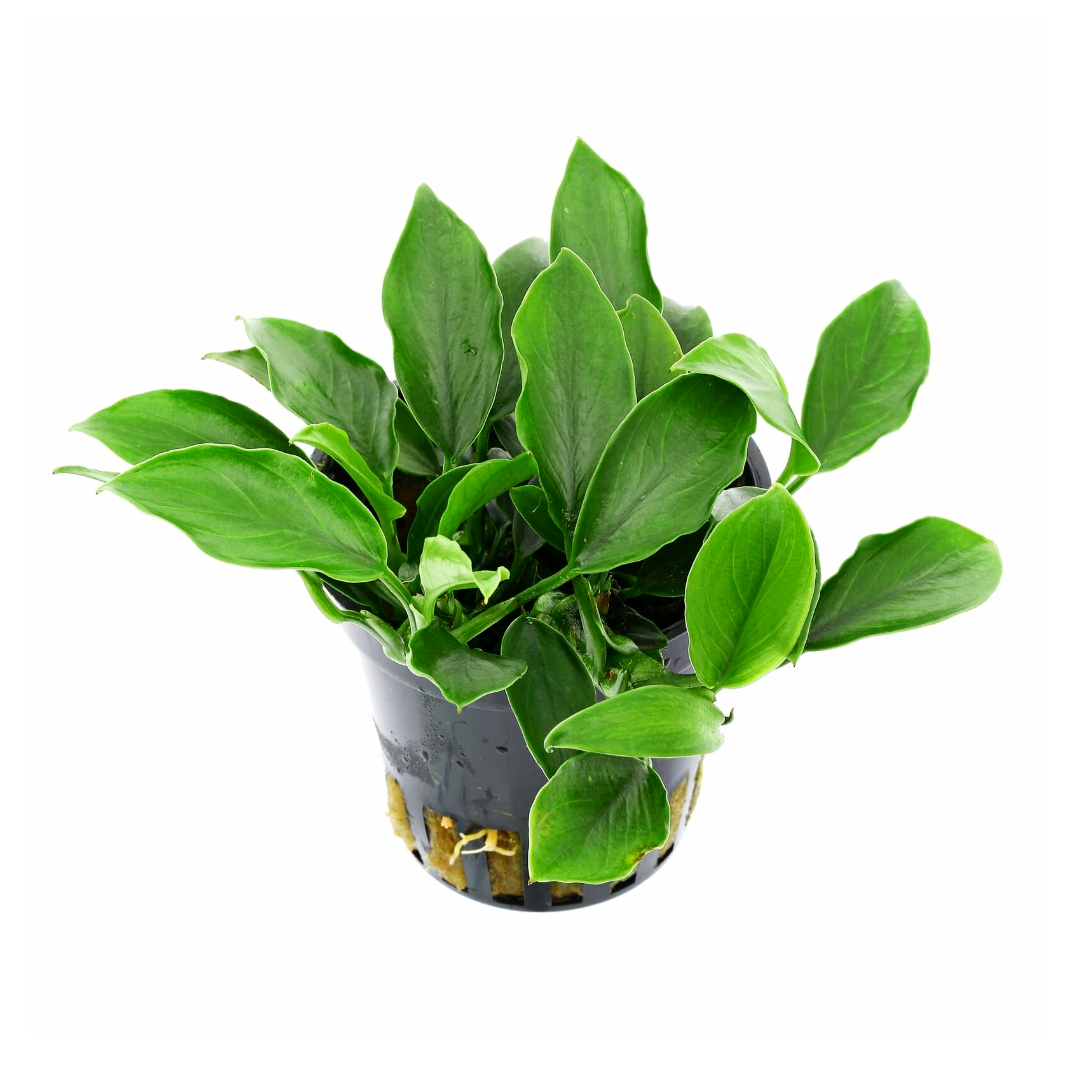 Anubias Nana Paxing