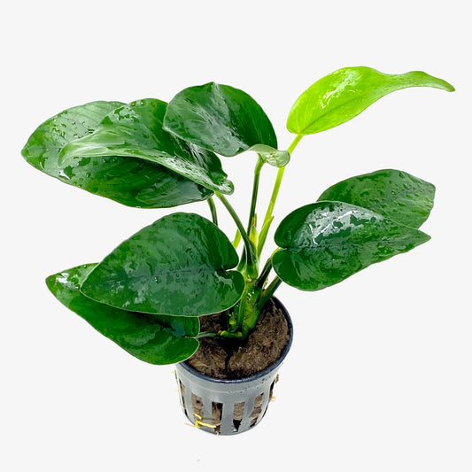 Anubias Nana Tropica