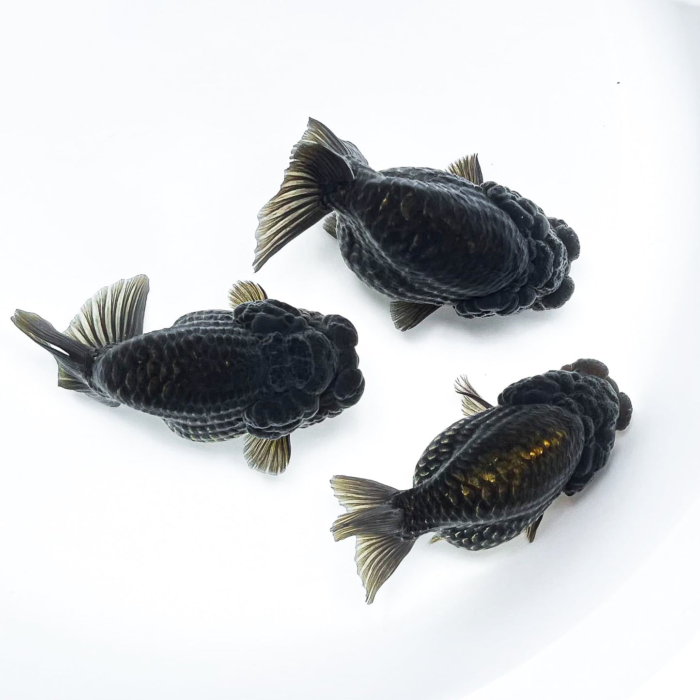 Black Copper Ranchu Goldfish | Grower Pick