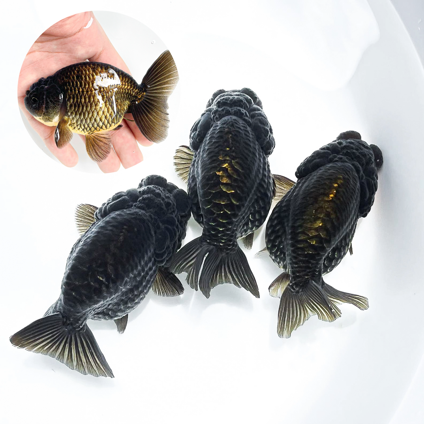 Black Copper Ranchu Goldfish | Grower Pick