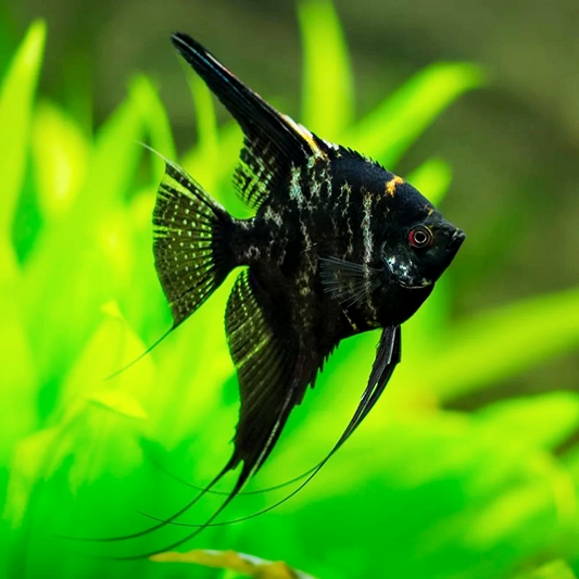 Black Marble Angelfish