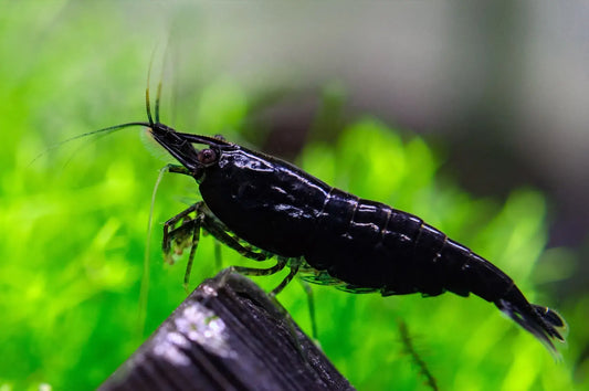 Black Rose Shrimp