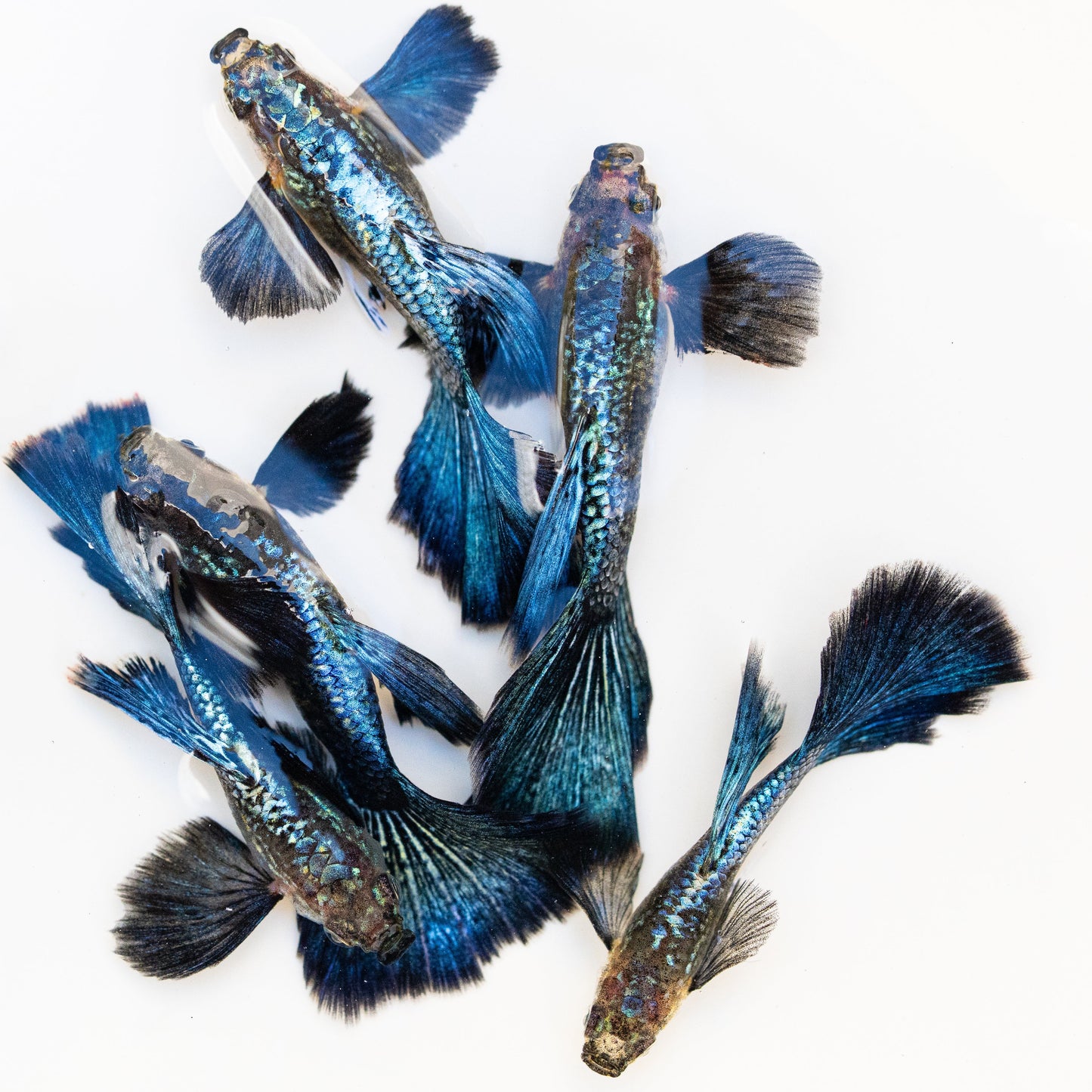 Blue Dragon Guppy Fish