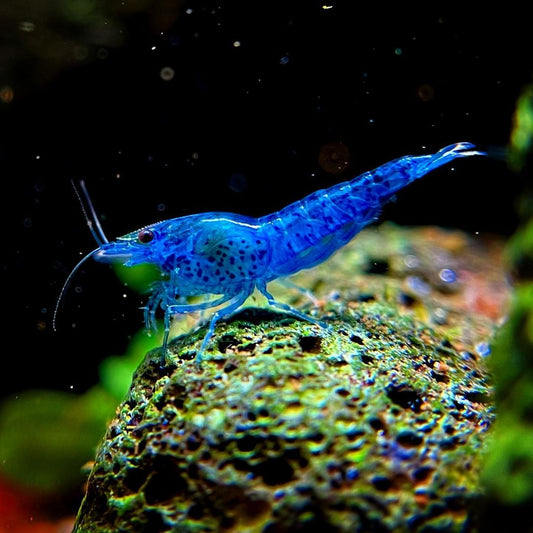 Blue Dream Neocaridina Shrimp