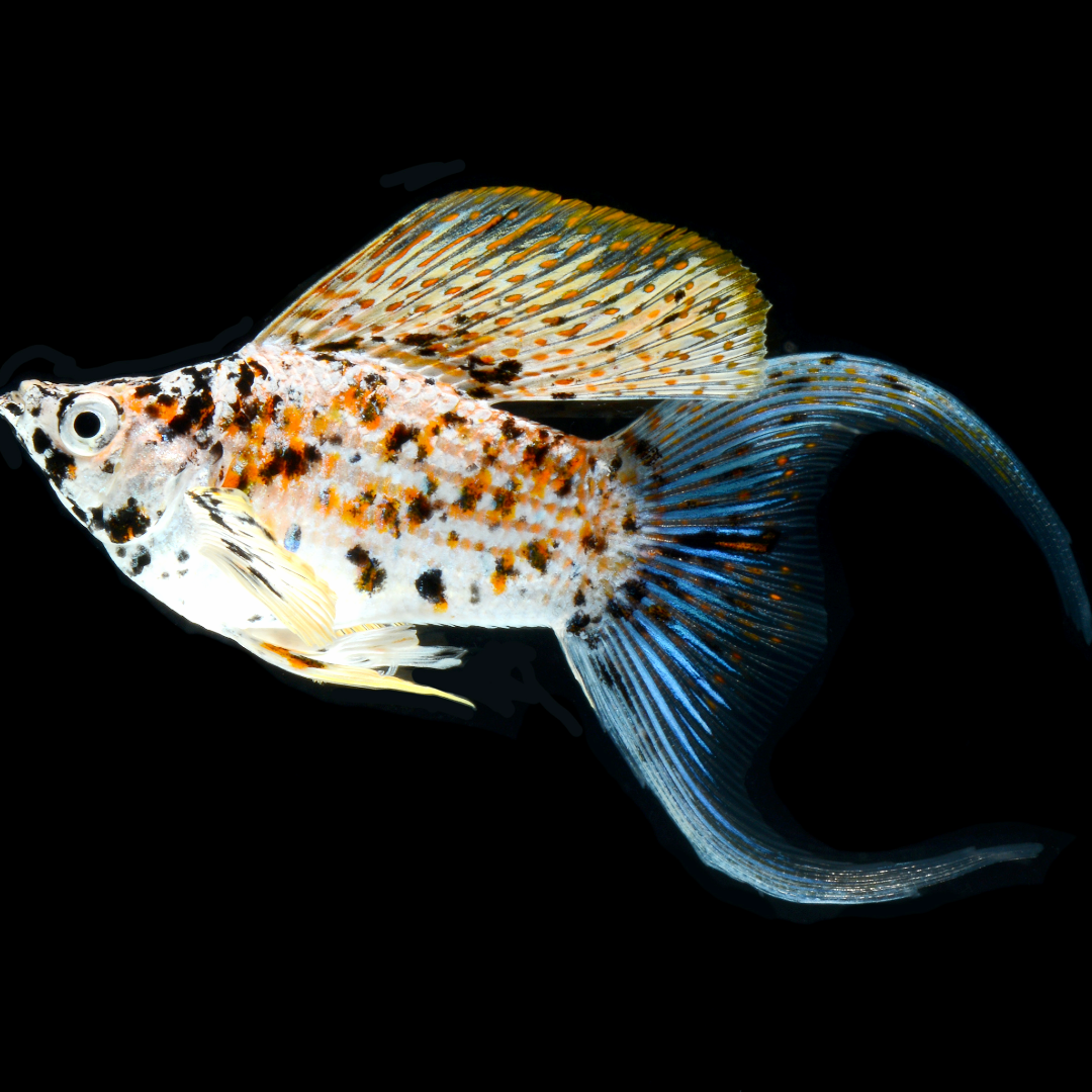 Calico Balloon Molly Fish | Lyretail, Black Eyes